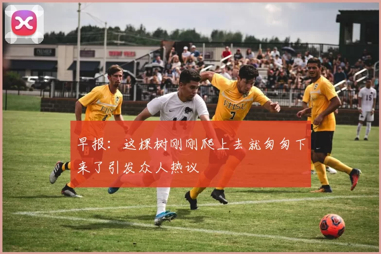 早报：这棵树刚刚爬上去就匆匆下来了引发众人热议